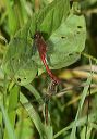 sympetrum4597