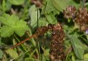 sympetrum_1547