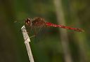 sympetrum_1961