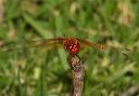 sympetrum_illotum2961