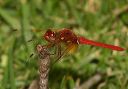 sympetrum_illotum2964