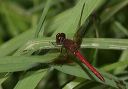 sympetrum_semicinctum4347