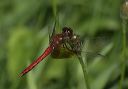 sympetrum_semicinctum4569