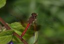 sympetrum_semicinctum4590