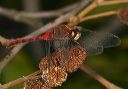 sympetrum_sp068