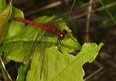 sympetrum_sp072