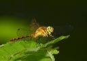 sympetrum_sp134