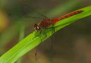 sympetrum_sp151