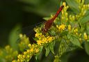 sympetrum_sp287