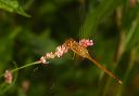 sympetrum_sp708