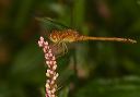 sympetrum_sp713