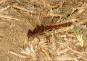 variegated_meadowhawk2540