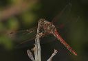 variegated_meadowhawk355