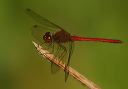 yellow-legged_meadowhawk035