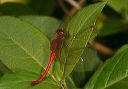 yellow-legged_meadowhawk531