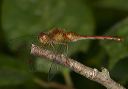 yellow-legged_meadowhawk884