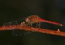 yellow-legged_meadowhawk893