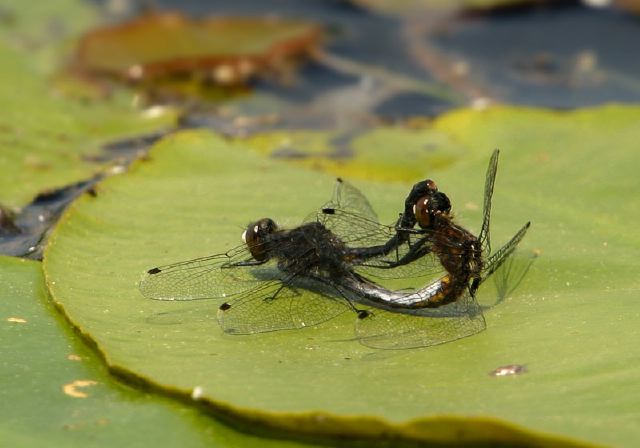 Leucorrhinia intacta Libellulidae