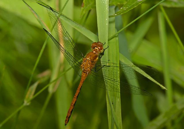 Sympetrum sp. Libellulidae