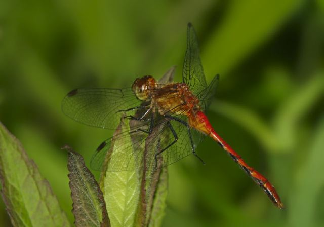 Sympetrum sp. Libellulidae