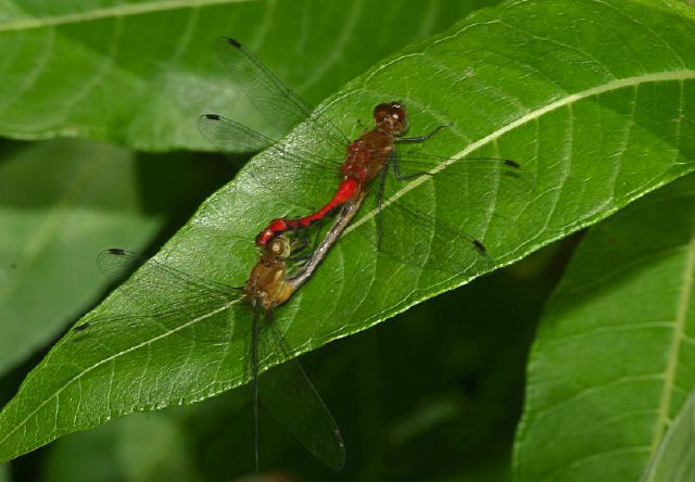 Sympetrum sp. Libellulidae