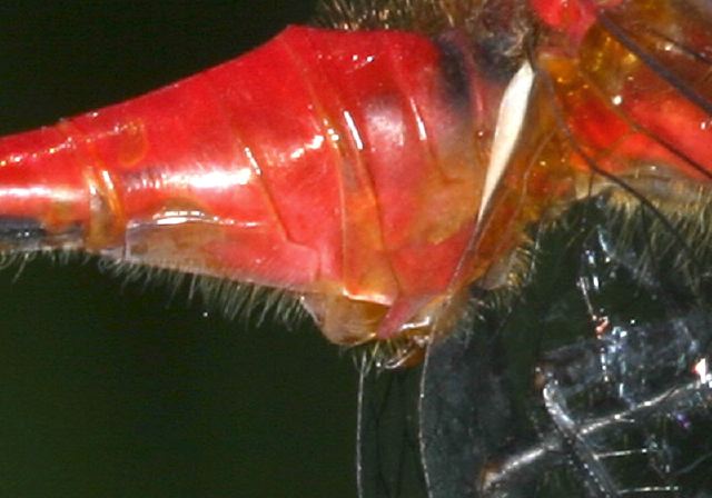 Sympetrum rubicundulum Libellulidae