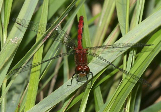 Sympetrum sp. Libellulidae