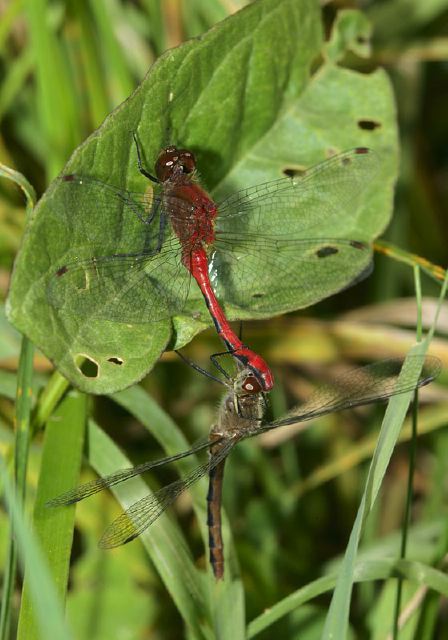 Sympetrum sp. Libellulidae