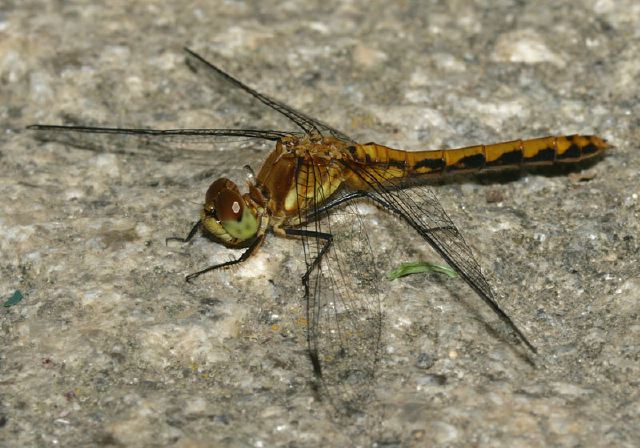 Sympetrum sp. Libellulidae