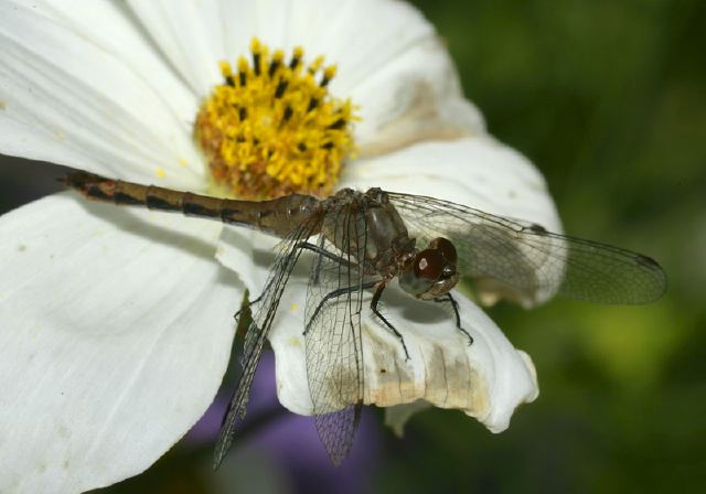 Sympetrum sp. Libellulidae