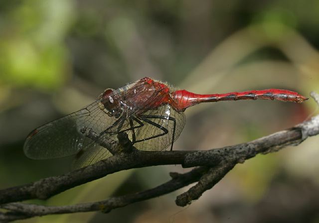 Sympetrum internum Libellulidae