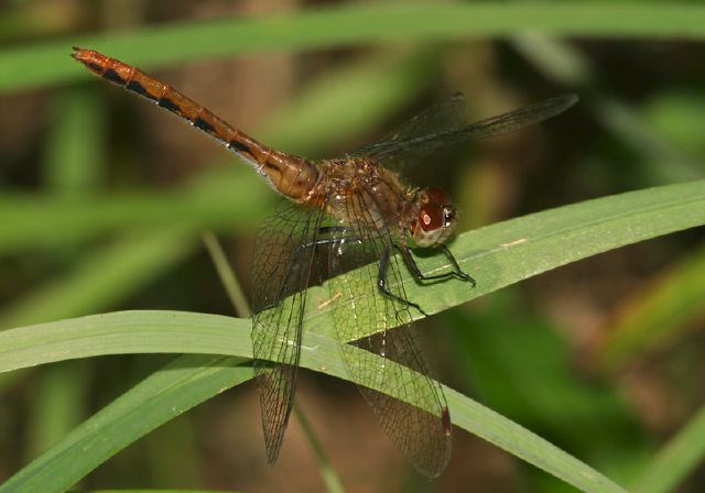 Sympetrum sp. Libellulidae