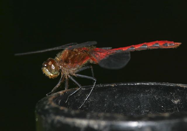 Sympetrum sp. Libellulidae