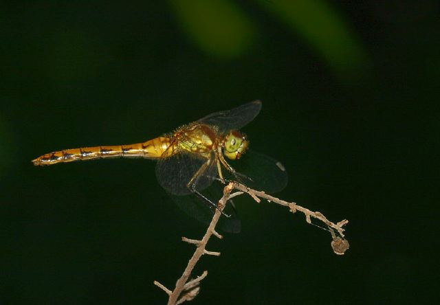 Sympetrum Libellulidae