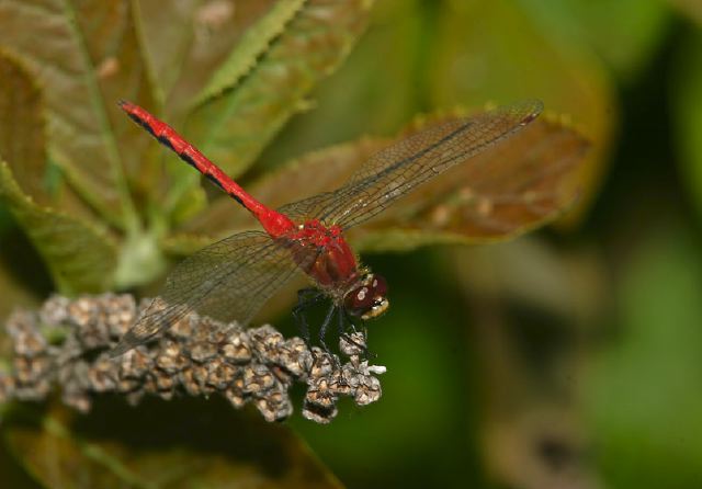 Sympetrum Libellulidae