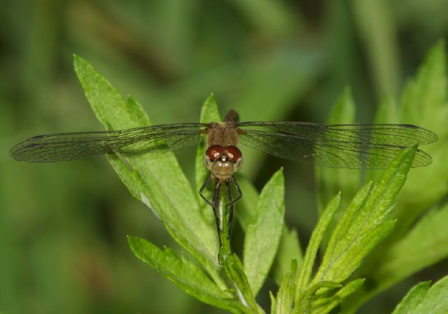Sympetrum sp. Libellulidae
