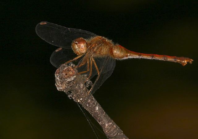 Sympetrum vicinum Libellulidae