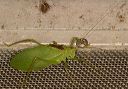 common_true_katydid891