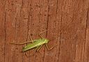 drumming_katydid859