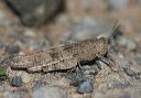 grasshopper_6302