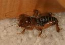 jerusalem_cricket2557