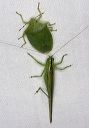 katydid_and_stink_bug_1655