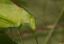 katydidl447