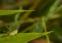 lesser_meadow_katydid846