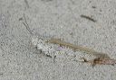 seaside_grasshopper4832