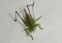 slender_meadow_katydid482