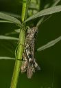 spurthroat_grasshopper018