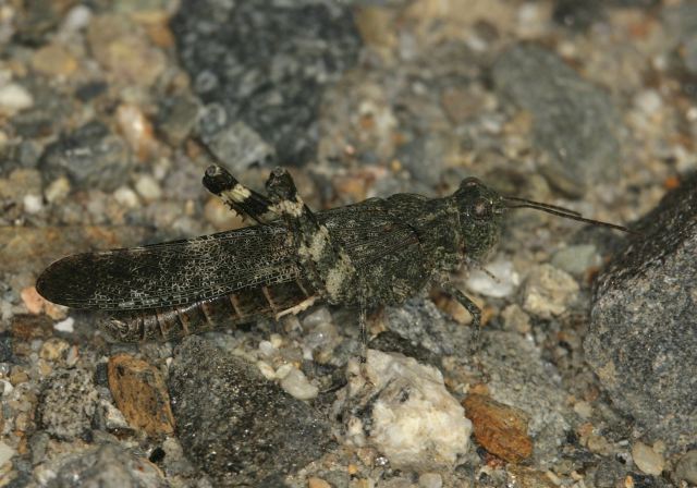 Trimerotropis verruculata Acrididae