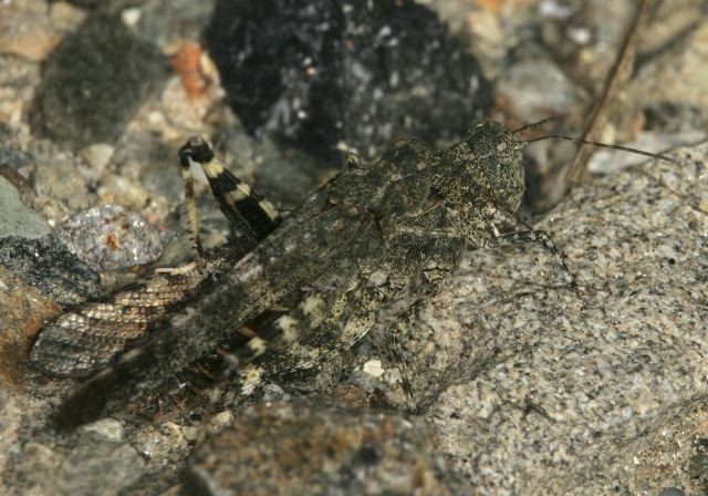 Trimerotropis verruculata Acrididae