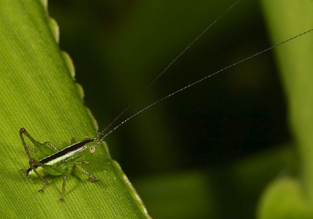 Conocephalus sp. Tettigoniidae
